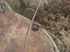 Neocicindela latecincta