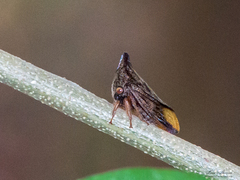 Aconophora compressa