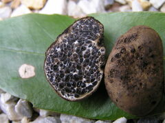 Melanogaster ambiguus