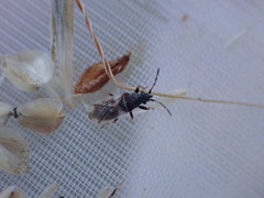 Macroplax preyssleri