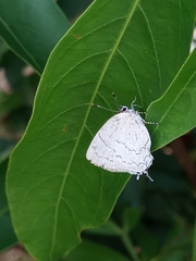 Symbiopsis lenitas