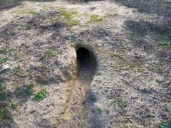 Oryctolagus cuniculus