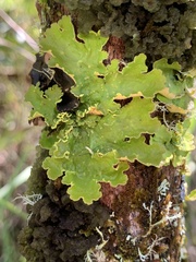 Crocodia