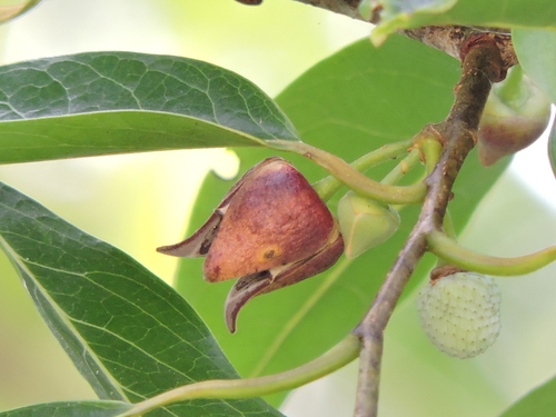 Annona cacans (Annona cacans)
