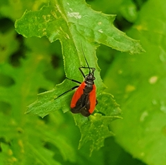 Dionconotus neglectus