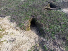 Oryctolagus cuniculus