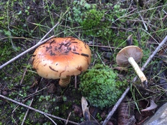 Pholiota velaglutinosa