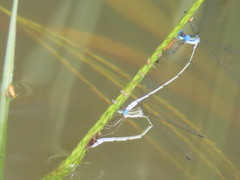 Lestes