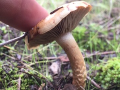 Pholiota velaglutinosa
