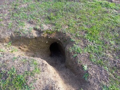 Oryctolagus cuniculus