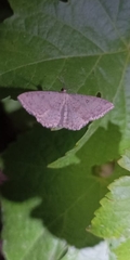 Cyclophora semirosea