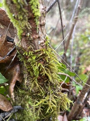 Rhytidiadelphus loreus