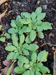 Arabidopsis thaliana