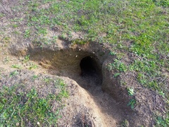 Oryctolagus cuniculus