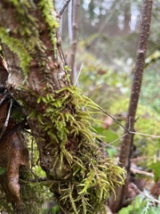 Rhytidiadelphus loreus