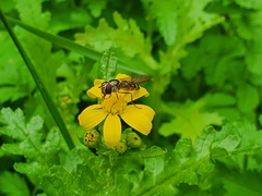 Meliscaeva auricollis