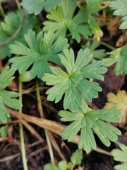 Geranium molle