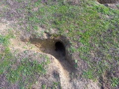 Oryctolagus cuniculus