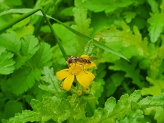 Meliscaeva auricollis