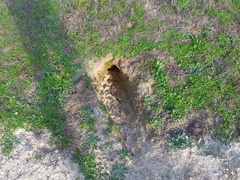 Oryctolagus cuniculus