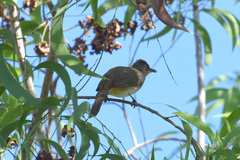 Pycnonotus conradi