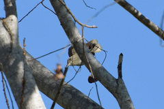 Pycnonotus conradi