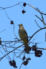 Pycnonotus conradi