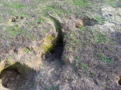 Oryctolagus cuniculus