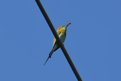 Merops orientalis ferrugeiceps