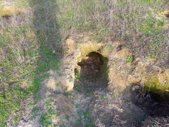 Oryctolagus cuniculus