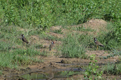Vanellus indicus atronuchalis