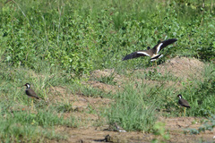 Vanellus indicus atronuchalis