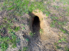 Oryctolagus cuniculus