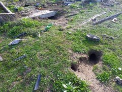 Oryctolagus cuniculus