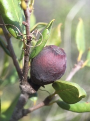 Callirhytis cedrosensis