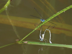 Lestes