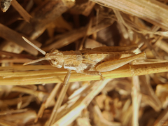 Pyrgomorphidae