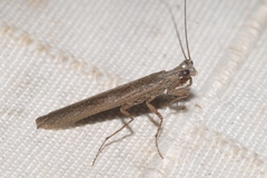 Perlamantis alliberti