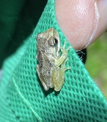 Pelodryadidae