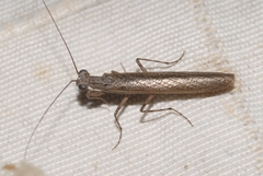 Perlamantis alliberti