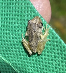 Pelodryadidae