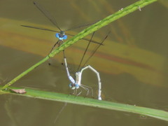 Lestes