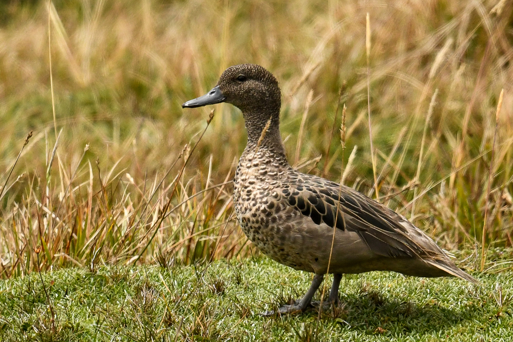 Andean Teal