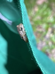 Pelodryadidae