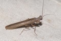Perlamantis alliberti