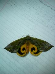 Eudocima sikhimensis