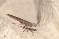 Perlamantis alliberti