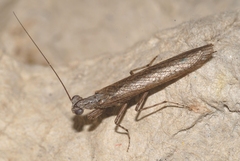 Perlamantis alliberti