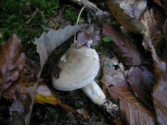Tricholoma saponaceum
