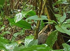 Ilicura militaris